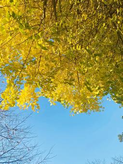 イチョウと空・その2 空,自然,風景の写真素材