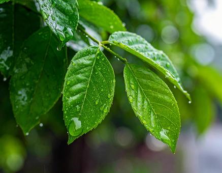 雨に濡れた木の葉2 雨に濡れた木の葉2の写真