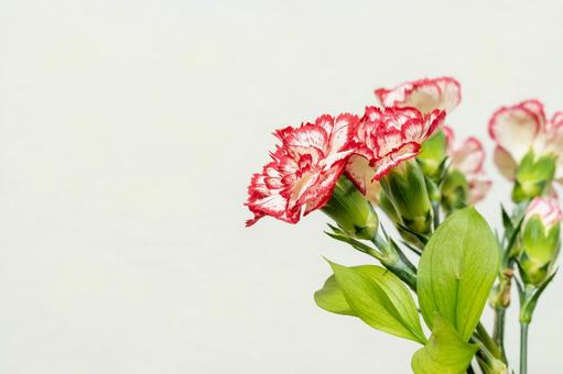 カーネーション 花,母の日,植物の写真素材