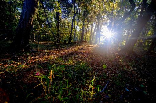 雑木林の光芒 光,自然,林の写真素材