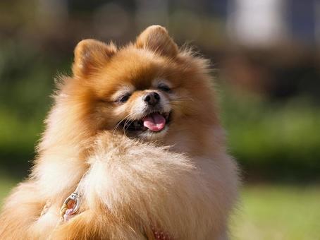 ポメラニアンのポートレート 犬,ポメラニアン,いぬの写真素材