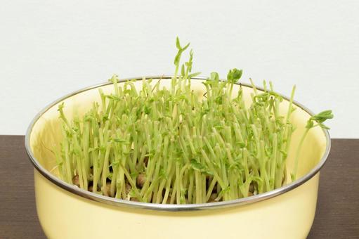 豆苗 豆苗の写真