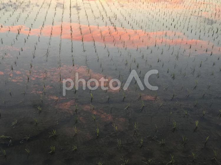 田んぼに移る夕焼け空 田んぼ,田,夕焼けの写真素材