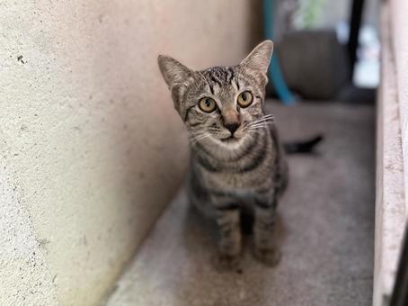 お腹空いたんだけど... お腹空いたんだけど... サバトラ猫,ノラ猫,猫の写真素材