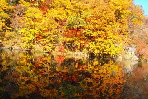 紅葉 紅葉の写真