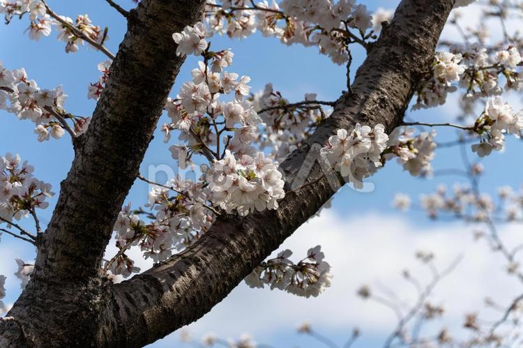 青空と満開の桜 さくら,ソメイヨシノ,青空の写真素材