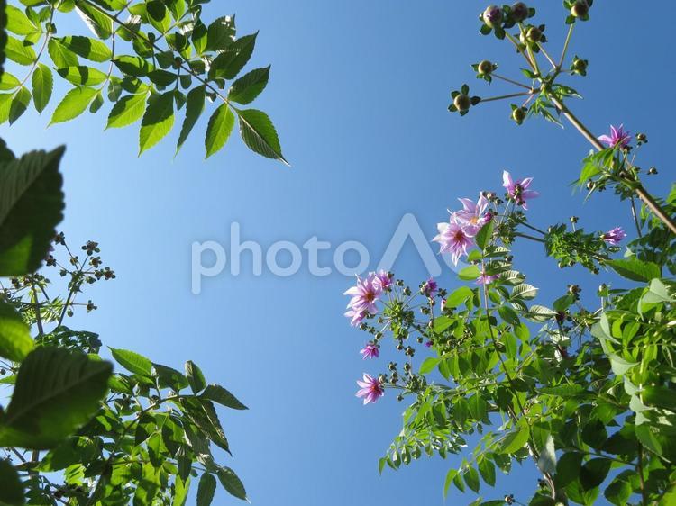 綺麗な青空と皇帝ダリア 皇帝ダリア,ダリア,青空の写真素材