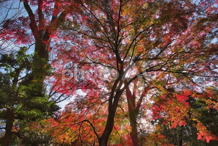 カラフルなレースのカーテンのような紅葉 秋,晩秋,六義園の写真素材