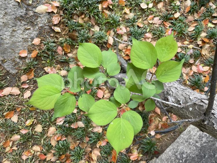 初夏の緑　木の幹から育った葉 葉,初夏,夏の写真素材