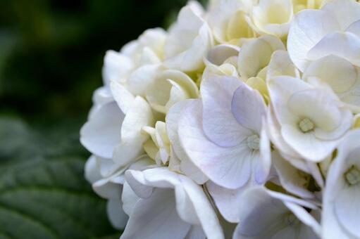 紫陽花の写真
