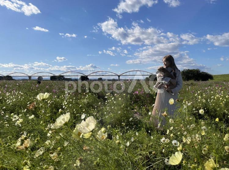 コスモス畑の女性と犬 女性,20代,女の子の写真素材