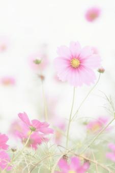 ハイキーソフトフォーカスピンク色コスモス ハイキーソフトフォーカスピンク色コスモス コスモス,ピンク,花の写真素材