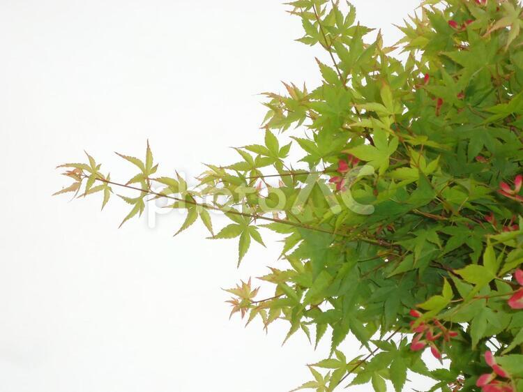 もみじ　カエデ　紅葉　楓 かえで,しょくぶつ,もみじの写真素材