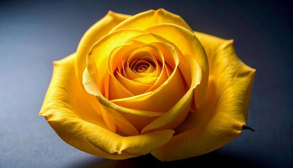 一輪の薔薇の花 一輪の薔薇の花の写真