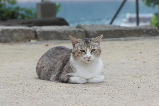 ねこ ねこ のらねこ,にゃんこ,可愛いの写真素材