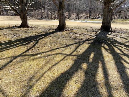 木の影・早春 木の影・早春の写真
