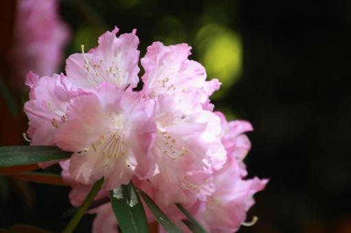 木漏れ日の中で咲くシナシャクナゲ シャクナゲ,石楠花,花の写真素材
