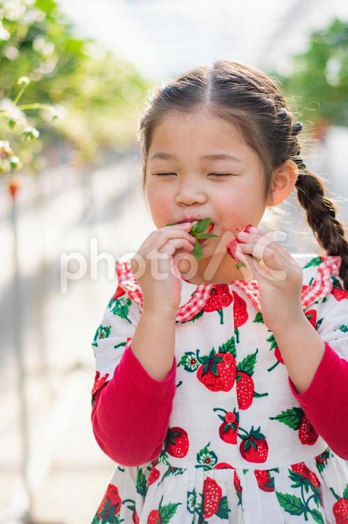 いちご狩りをする女の子 いちご狩り,いちご,笑顔の写真素材