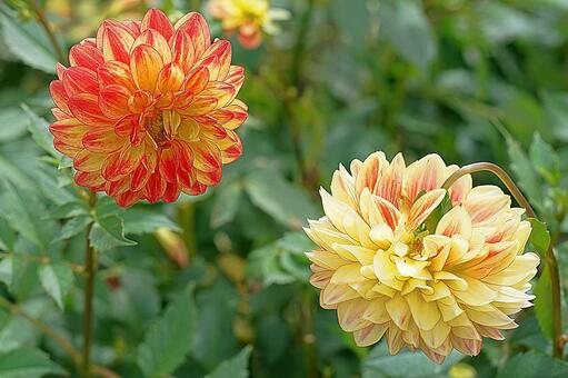 宝塚ダリア園　秋　ダリア780　春万里 宝塚市,宝塚ダリア園,ダリアの写真素材