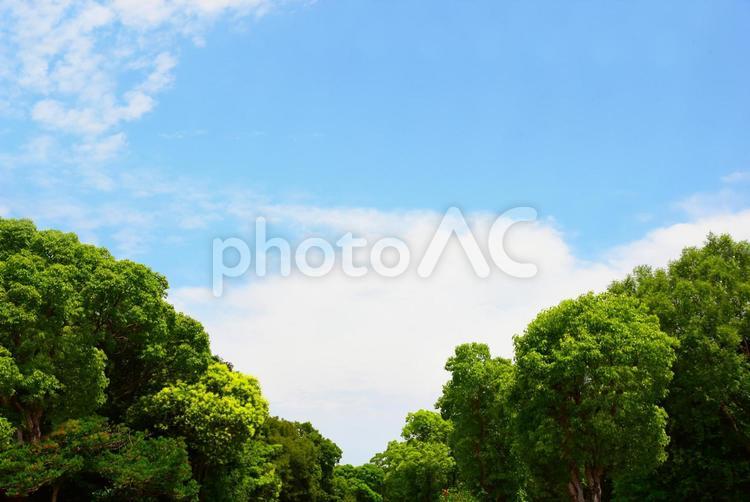 空と森　流れる雲 空,晴天,晴れの写真素材