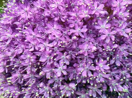 紫の丸い花～アリウム-6 アリウム,ネギ坊主,紫の写真素材