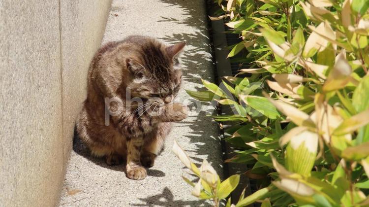 日向ぼっこと毛繕いに励むもふもふな猫様 猫,キジトラ,毛繕いの写真素材