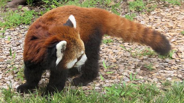 夏休みの動物園 レッサーパンダも暑い 夏休みの動物園 レッサーパンダも暑いの写真