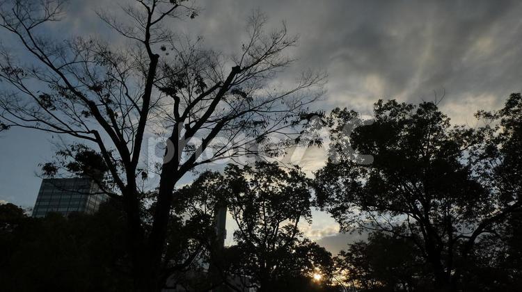 代々木公園 夕日,公園,秋の写真素材