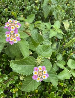 ピンクと白の花1 ピンクと白の花1 自然,花,ピンクの写真素材