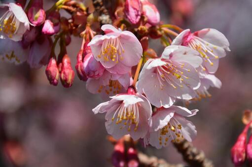 河津桜 河津桜の写真
