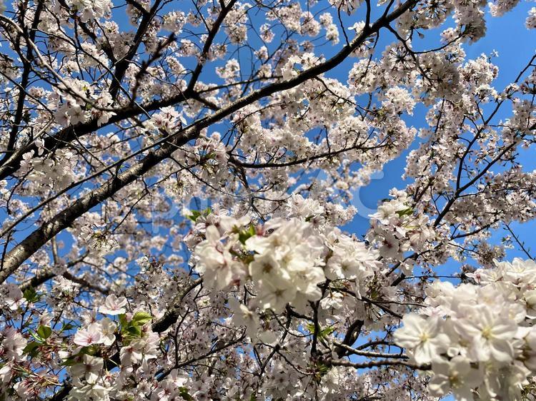 桜　青空　美しい　満開　春 桜,青空,美しいの写真素材
