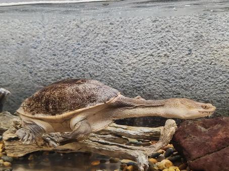 ジーベンロックナガクビガメの写真