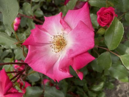 薔薇 バラ 薔薇 バラの写真