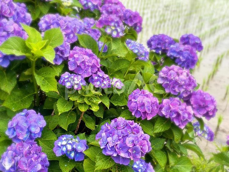 雨の日のあじさい 紫陽花,あじさい,花の写真素材