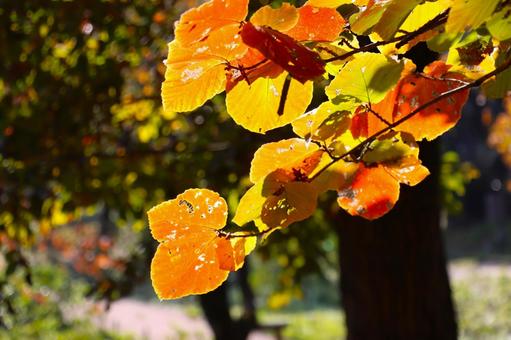 秋の公園　光が当たる紅葉した葉 秋,紅葉,カラフルの写真素材