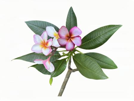 プルメリアの花の切抜き(背景透過) プルメリアの花の切抜き(背景透過) プルメリア,キリヌキ,白背景の写真素材