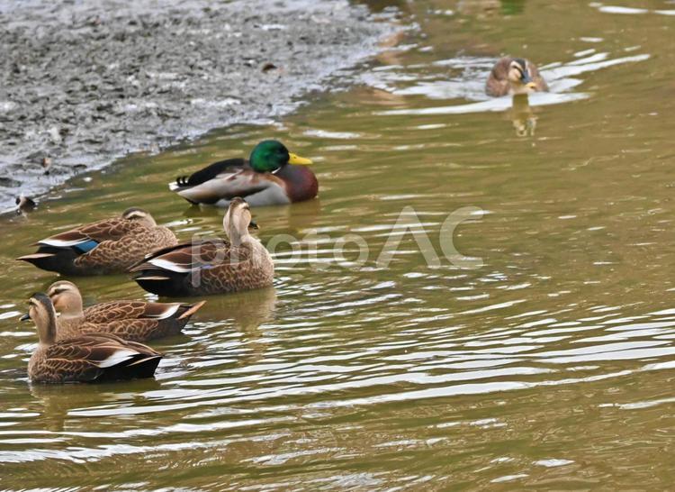 水辺のカモたち カルガモ,鳥,鳥類の写真素材