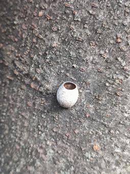 イラガの繭 イラガの繭の写真