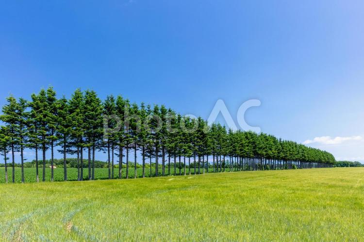 林と麦畑 きれい,のどか,のんびりの写真素材