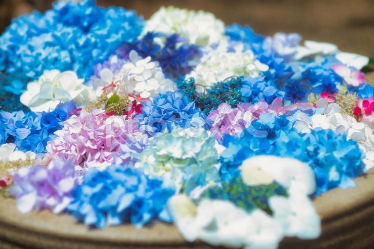 アジサイ　紫陽花　あじさい 6月,紫陽花,2023年の写真素材