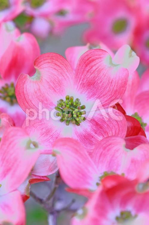 ハナミズキ　花水木のかわいいピンクの花 ハナミズキ,花水木,花びらの写真素材