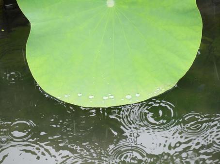 Photo, lotus, rain, lotus leaves, 
