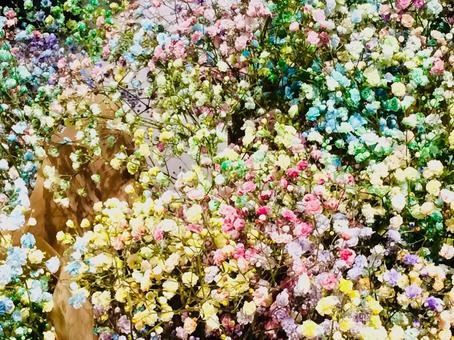 花 花の写真