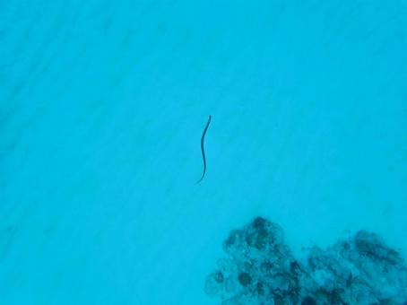 砂地とウミヘビ 砂地とウミヘビ 砂地,ウミヘビ,シルエットの写真素材