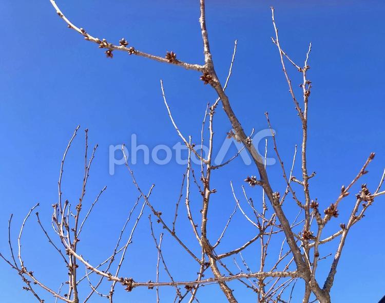 青空を背景に　春を待つ木の芽 早春,晩冬,樹木の写真素材