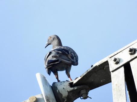 高架にとまるハト 高架にとまるハトの写真