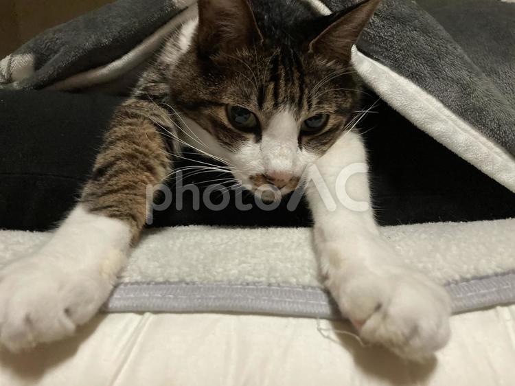 笑って!! 猫,子猫,保護猫の写真素材