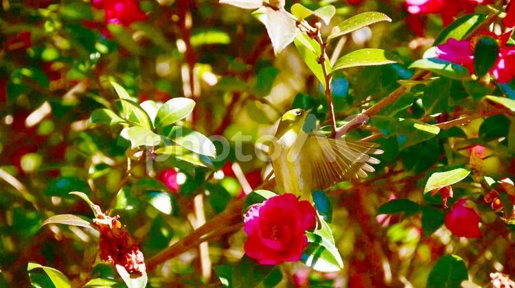 サザンカの花と羽ばたくメジロ　 野鳥,鳥,小鳥の写真素材