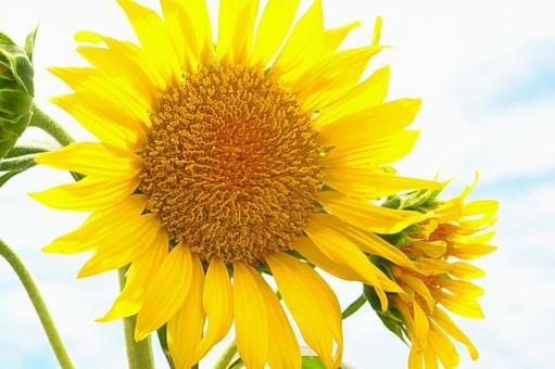 ひまわり畑１４ ひまわり,向日葵,ひまわり畑の写真素材