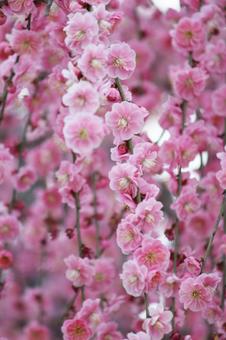 ウメの花 ウメの花の写真